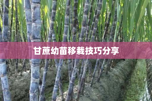 甘蔗幼苗移栽技巧分享 甘蔗幼苗移栽技巧分享