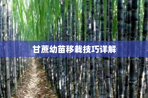 甘蔗幼苗移栽技巧详解 甘蔗幼苗移栽技巧详解