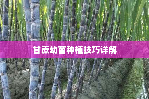 甘蔗幼苗种植技巧详解 甘蔗幼苗种植技巧详解