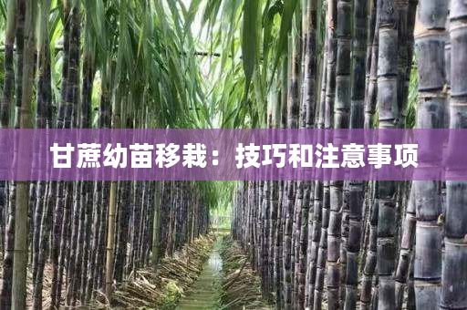 甘蔗幼苗移栽:技巧和注意事项 甘蔗幼苗移栽:技巧和注意事项