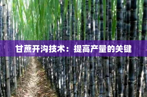 甘蔗开沟技术:提高产量的关键 甘蔗开沟技术:提高产量的关键
