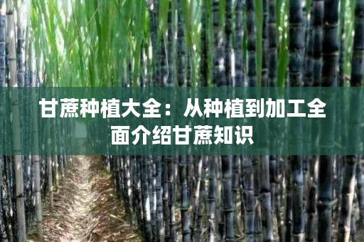 甘蔗种植大全:从种植到加工全面介绍甘蔗知识 甘蔗种植大全:从种植到加工全面介绍甘蔗知识