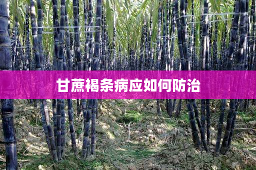 甘蔗褐条病应如何防治 甘蔗褐条病应如何防治