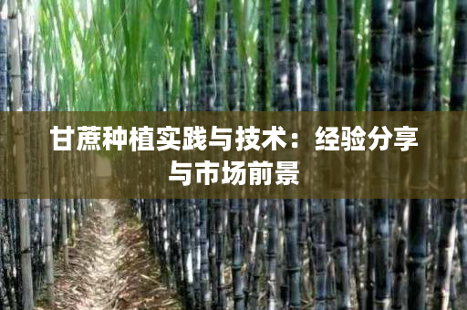 甘蔗种植实践与技术:经验分享与市场前景 甘蔗种植实践与技术:经验分享与市场前景
