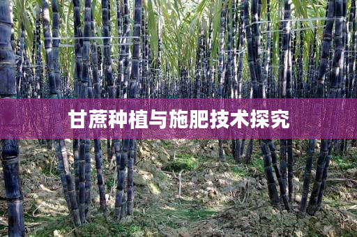 甘蔗种植与施肥技术探究