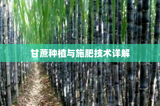 甘蔗种植与施肥技术详解