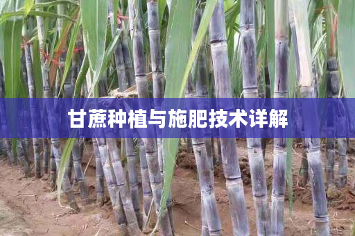 甘蔗种植与施肥技术详解