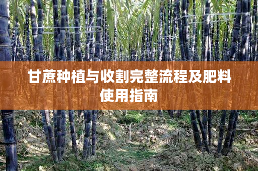 甘蔗种植与收割完整流程及肥料使用指南