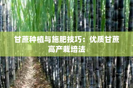 甘蔗种植与施肥技巧：优质甘蔗高产栽培法