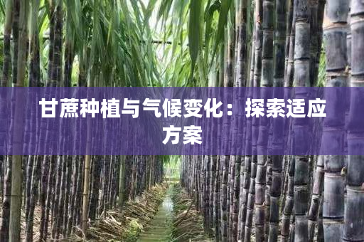 甘蔗种植与气候变化:探索适应方案 甘蔗种植与气候变化:探索适应方案