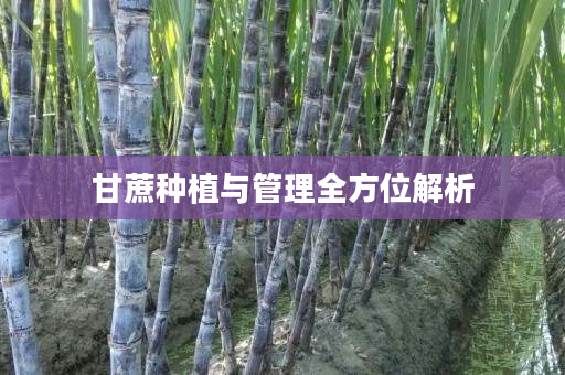 甘蔗种植与管理全方位解析