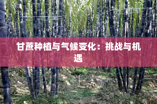 甘蔗种植与气候变化:挑战与机遇 甘蔗种植与气候变化:挑战与机遇