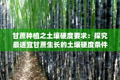 甘蔗种植之土壤硬度要求：探究最适宜甘蔗生长的土壤硬度条件
