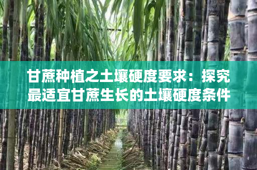 甘蔗种植之土壤硬度要求：探究最适宜甘蔗生长的土壤硬度条件