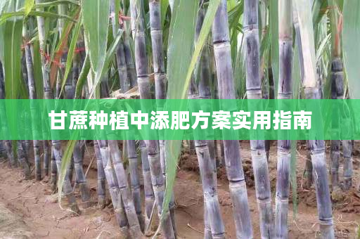 甘蔗种植中添肥方案实用指南 甘蔗种植中添肥方案实用指南