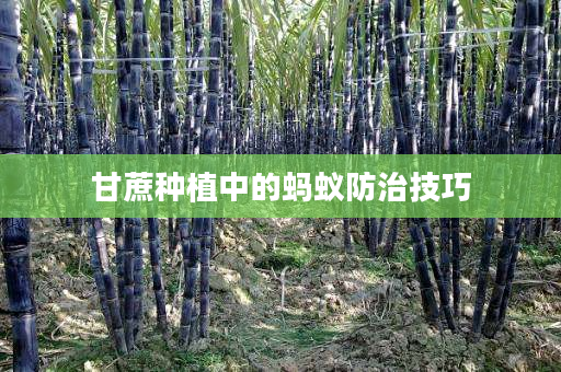 甘蔗种植中的蚂蚁防治技巧 甘蔗种植中的蚂蚁防治技巧