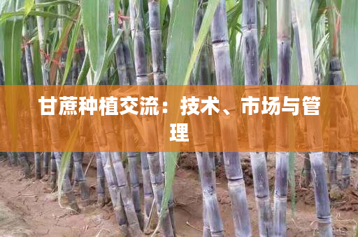 甘蔗种植交流:技术、市场与管理 甘蔗种植交流:技术、市场与管理