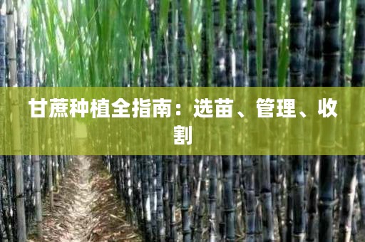 甘蔗种植全指南：选苗、管理、收割