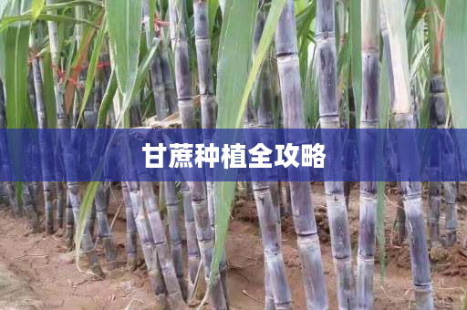 甘蔗种植全攻略 甘蔗种植全攻略