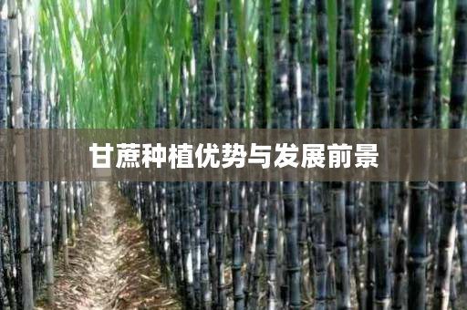 甘蔗种植优势与发展前景