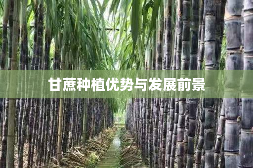 甘蔗种植优势与发展前景