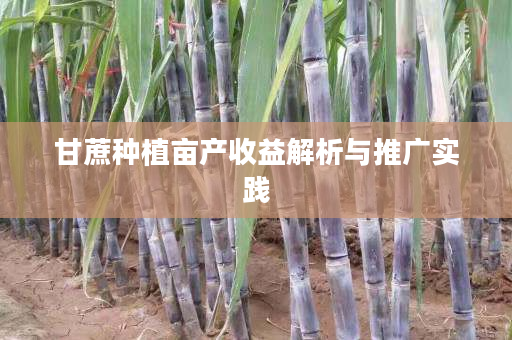 甘蔗种植亩产收益解析与推广实践 甘蔗种植亩产收益解析与推广实践