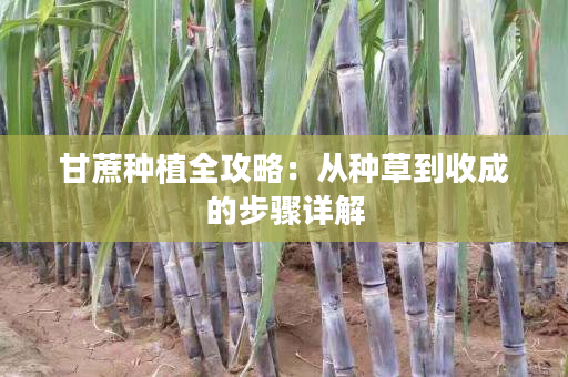 甘蔗种植全攻略:从种草到收成的步骤详解 甘蔗种植全攻略:从种草到收成的步骤详解