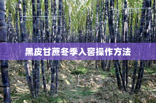 黑皮甘蔗冬季入窖操作方法 黑皮甘蔗冬季入窖操作方法