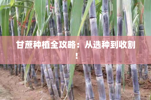 甘蔗种植全攻略:从选种到收割! 甘蔗种植全攻略:从选种到收割!