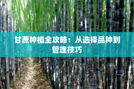 甘蔗种植全攻略:从选择品种到管理技巧 甘蔗种植全攻略:从选择品种到管理技巧