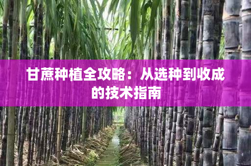 甘蔗种植全攻略：从选种到收成的技术指南