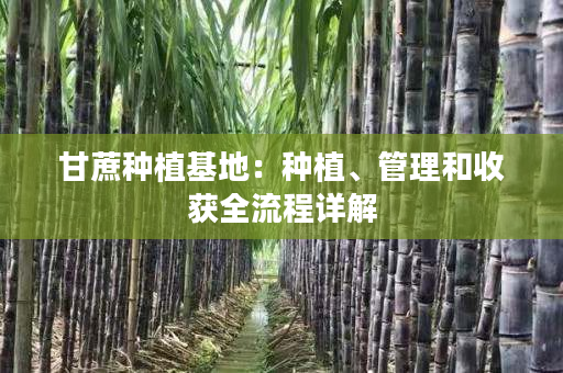 甘蔗种植基地：种植、管理和收获全流程详解