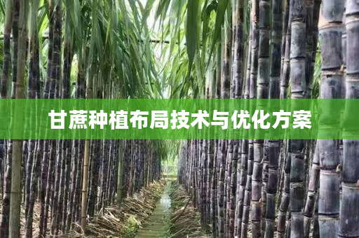 甘蔗种植布局技术与优化方案
