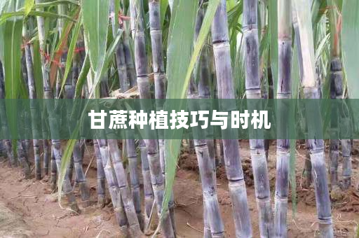 甘蔗种植技巧与时机 甘蔗种植技巧与时机