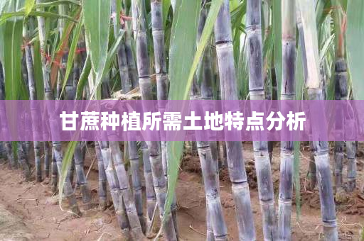 甘蔗种植所需土地特点分析 甘蔗种植所需土地特点分析