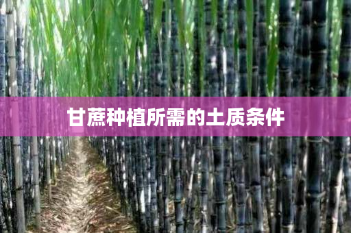 甘蔗种植所需的土质条件