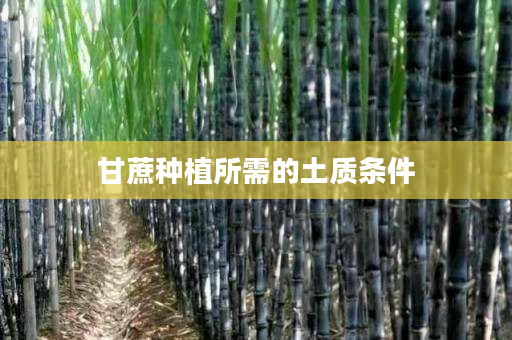 甘蔗种植所需的土质条件 甘蔗种植所需的土质条件