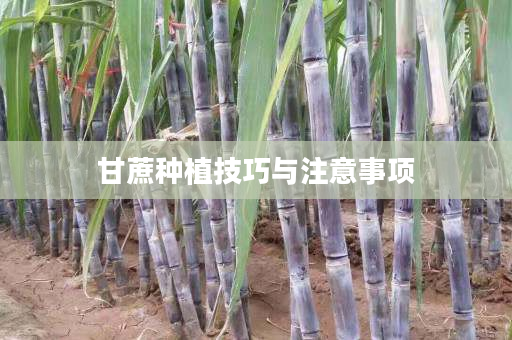 甘蔗种植技巧与注意事项