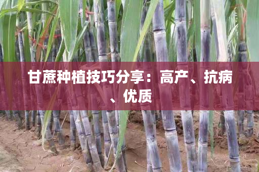 甘蔗种植技巧分享:高产、抗病、优质 甘蔗种植技巧分享:高产、抗病、优质