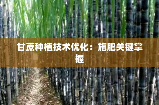 甘蔗种植技术优化：施肥关键掌握