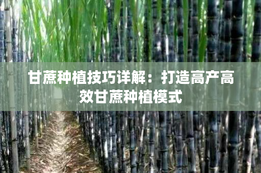 甘蔗种植技巧详解:打造高产高效甘蔗种植模式 甘蔗种植技巧详解:打造高产高效甘蔗种植模式