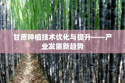 甘蔗种植技术优化与提升——产业发展新趋势