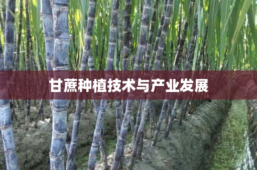 甘蔗种植技术与产业发展 甘蔗种植技术与产业发展