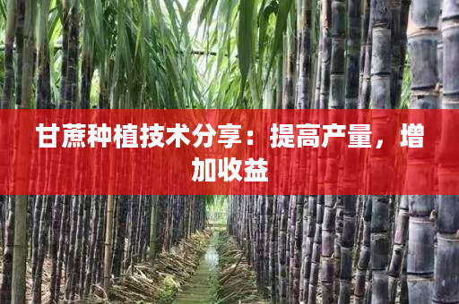 甘蔗种植技术分享：提高产量，增加收益