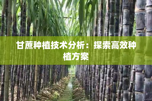 甘蔗种植技术分析：探索高效种植方案