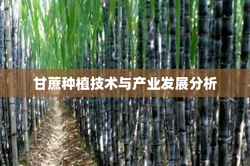 甘蔗种植技术与产业发展分析 甘蔗种植技术与产业发展分析