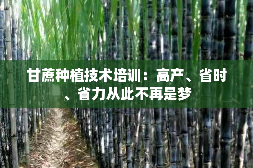 甘蔗种植技术培训：高产、省时、省力从此不再是梦