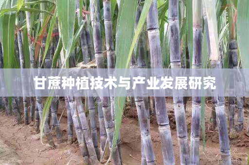 甘蔗种植技术与产业发展研究 甘蔗种植技术与产业发展研究