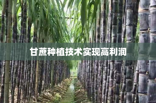 甘蔗种植技术实现高利润