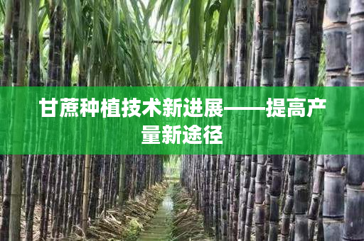 甘蔗种植技术新进展——提高产量新途径